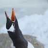 Gentoo Penguins