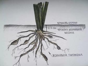 Подготовка лилейников к пересадке 