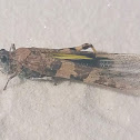 Pallid-winged grasshopper