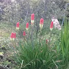 Red hot poker