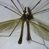 Large Crane Flies, male and female