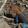 Kenyan rock agama