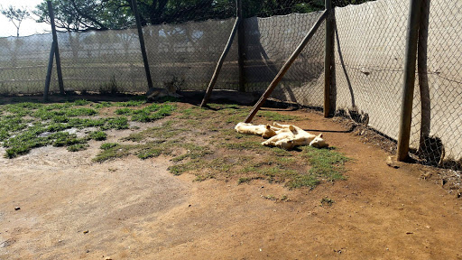 Lion Park South Africa 2015