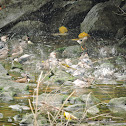 red billed starlings