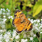 Pearl crescent