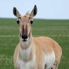 Pronghorn