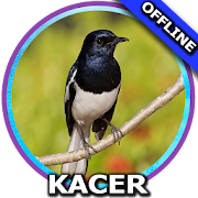 Suara Burung Kacer Gacor  Icon