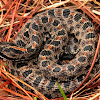 Eastern Dusky Pigmy Rattlesnake