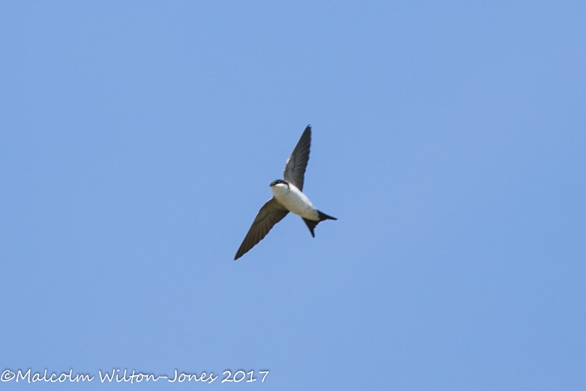 House Martin; Avión Común