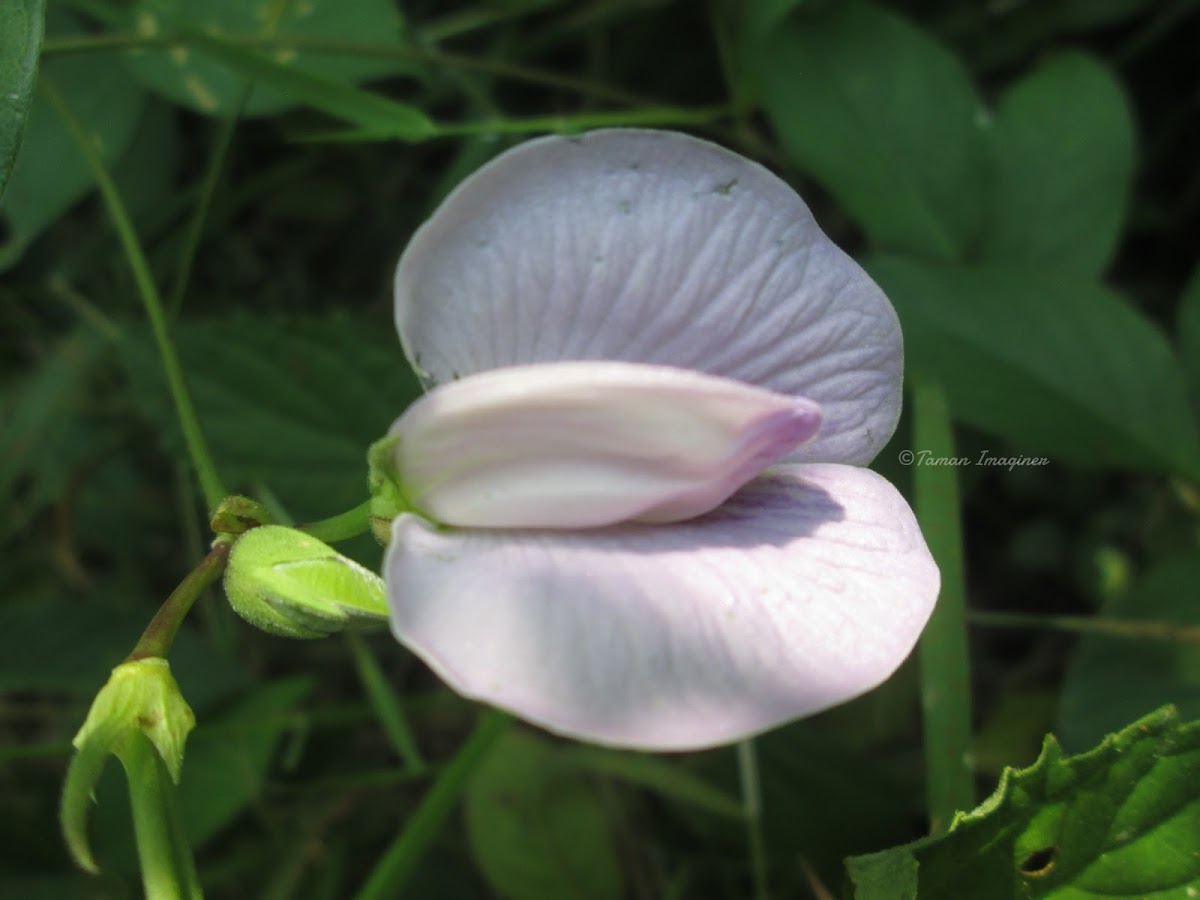 Butterfly Pea Flower