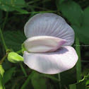 Butterfly Pea Flower