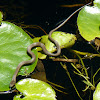 Caribbean water snake