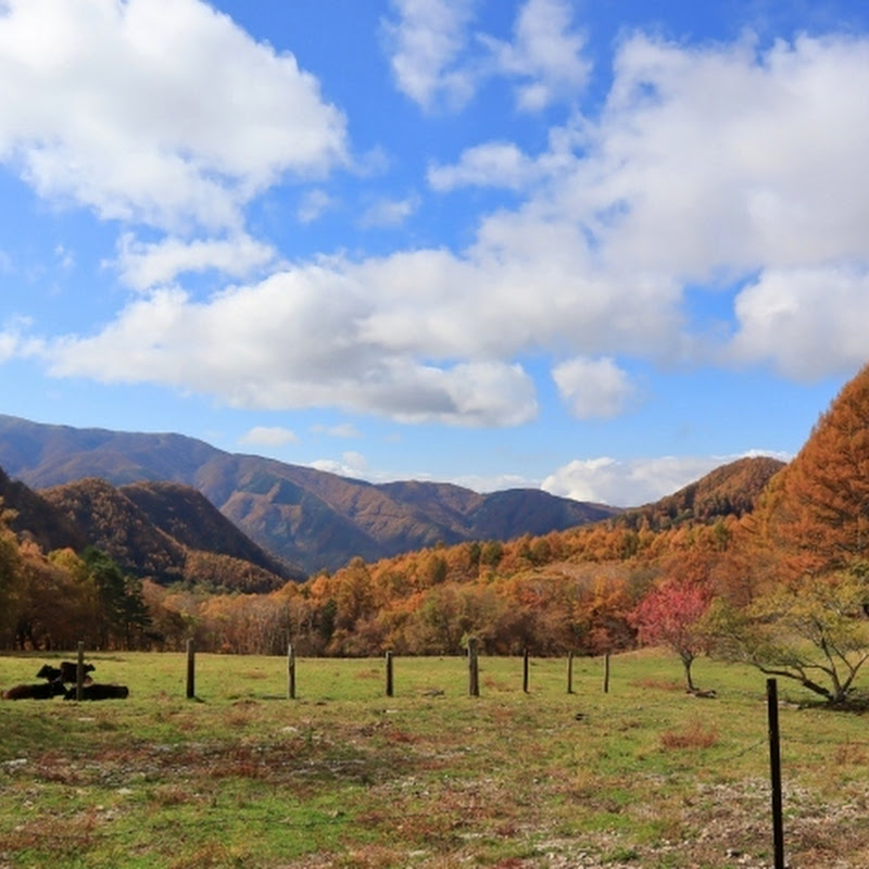 秋の信州、ビーナスラインでドライブと紅葉を楽しむ旅