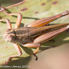 Grasshopper