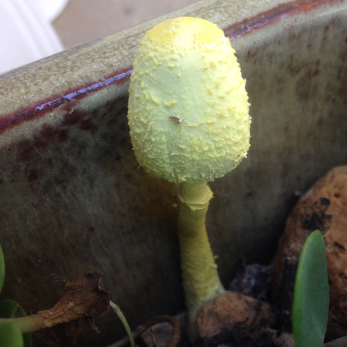 Yellow Parasol Mushroom