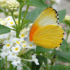 Common Dotted Border Butterfly