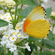 Common Dotted Border Butterfly