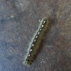 Forest tent caterpillar