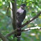 Cooper's Hawk