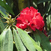 Rhododendron