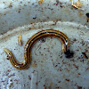 Hammerhead worm