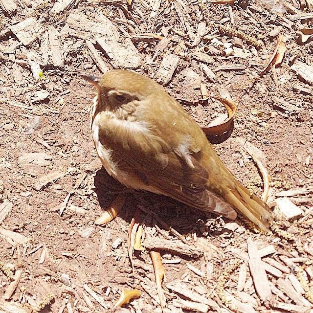 Carolina Wren