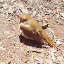 Carolina Wren