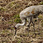 Sandhill Crane