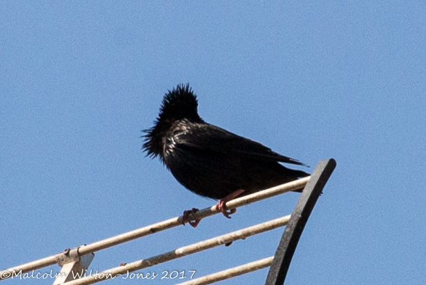 Spotless Starling; Estornino Negro