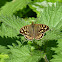 Speckled wood