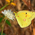 Clouded Yellow