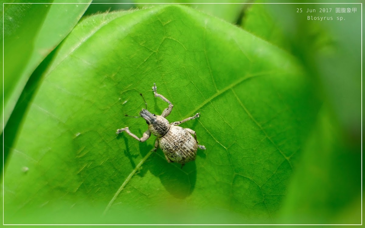 Blosyrus sp. 圓腹象甲