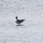 Black-headed Gull