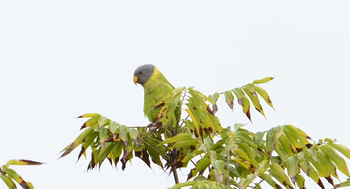 Plum-headed Parakeet