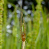 Longjawed Orbweaver