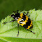 Pleasing Fungus Beetle