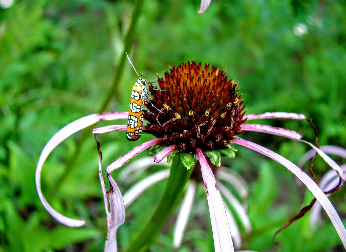 Ailanthus webworm moth