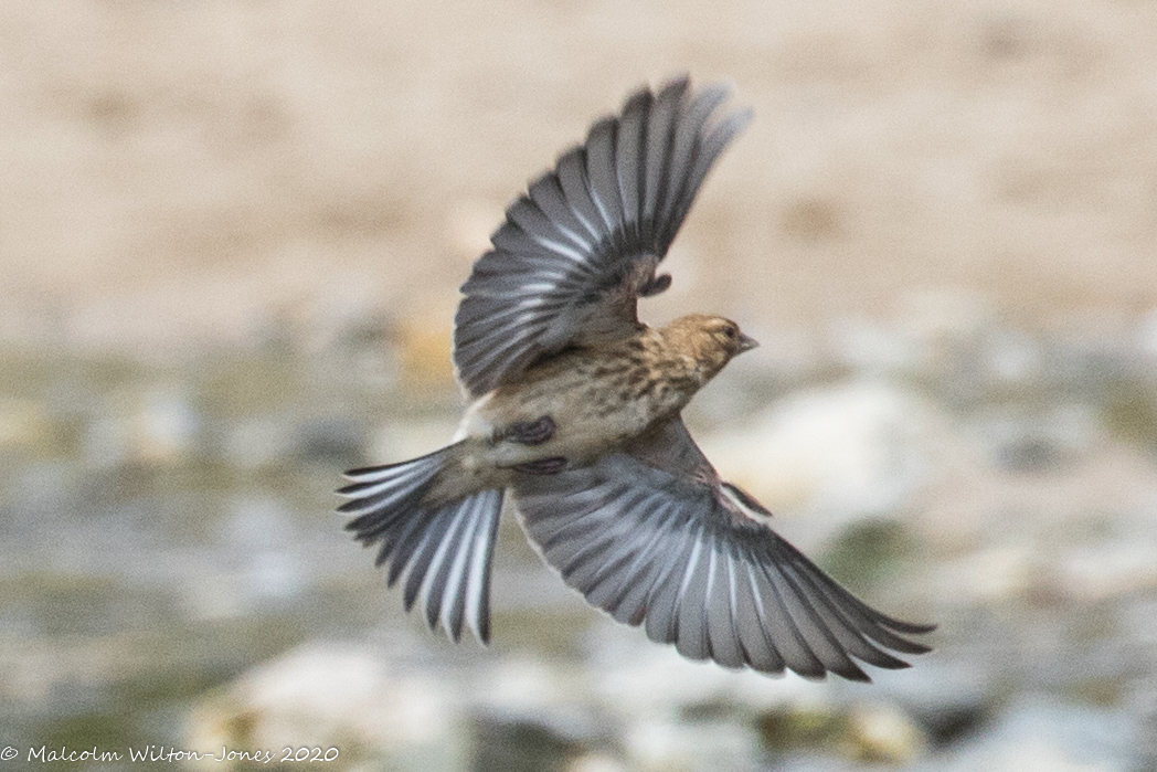 Linnet