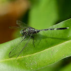 Variegated Green Skimmer