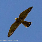 Kestrel; Cernícalo Real