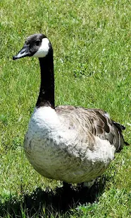 Goose Wallpaper(圖2)-速報App