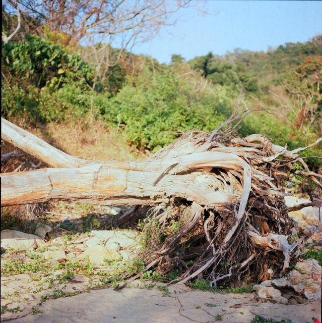 Iris Sham - Lantau