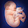 Pregnancy and childbirth. Pregnancy week. Children icon