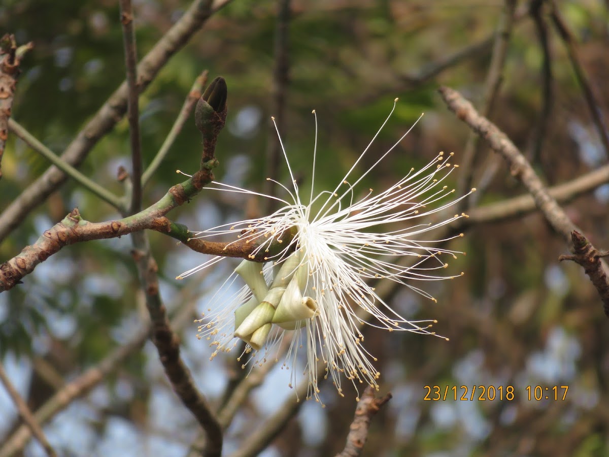 Shaving Brush Tree