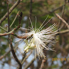 Shaving Brush Tree