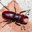 Reddish-brown stag beetle