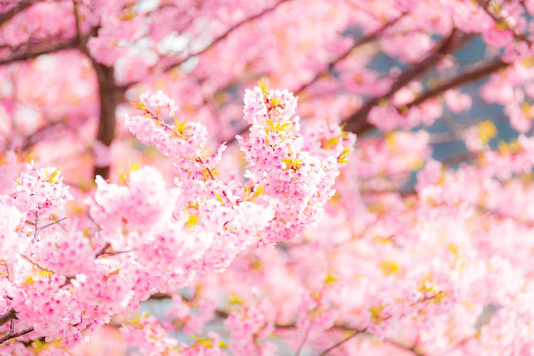 A5 スポーツバックのAudi・sportback・Audiと美しい景色・桜・箱根ターンパイクに関するカスタム事例の投稿画像7枚目