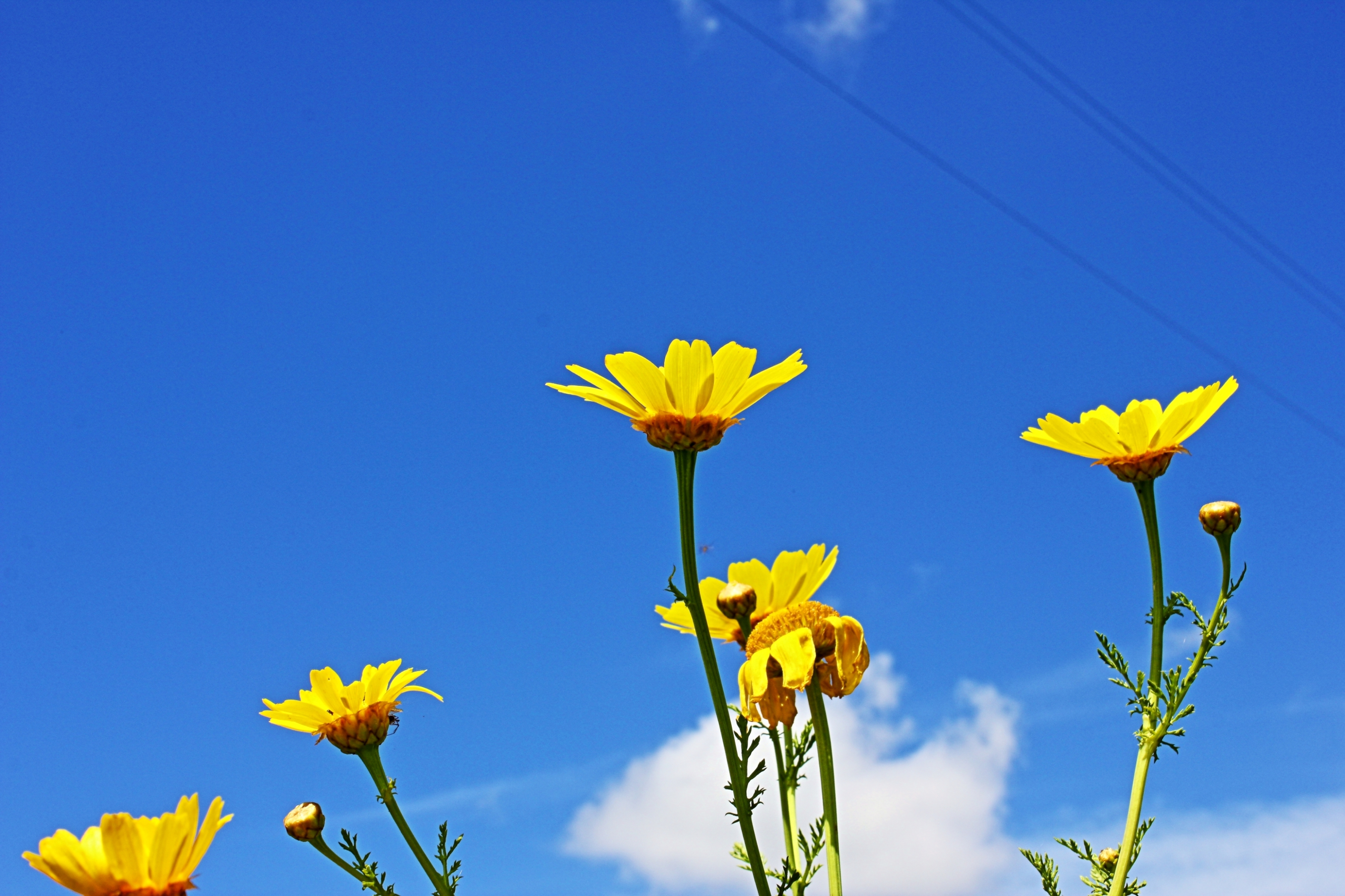 Giallo e Blu... per pace e libertà di ariosa