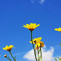 Giallo e Blu... per pace e libertà di 