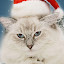 Christmas Kitten and Puppy Pet Hot Topics